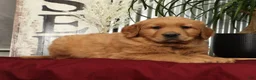 Golden Retriever dogs for sale: Aaron - Ad 7