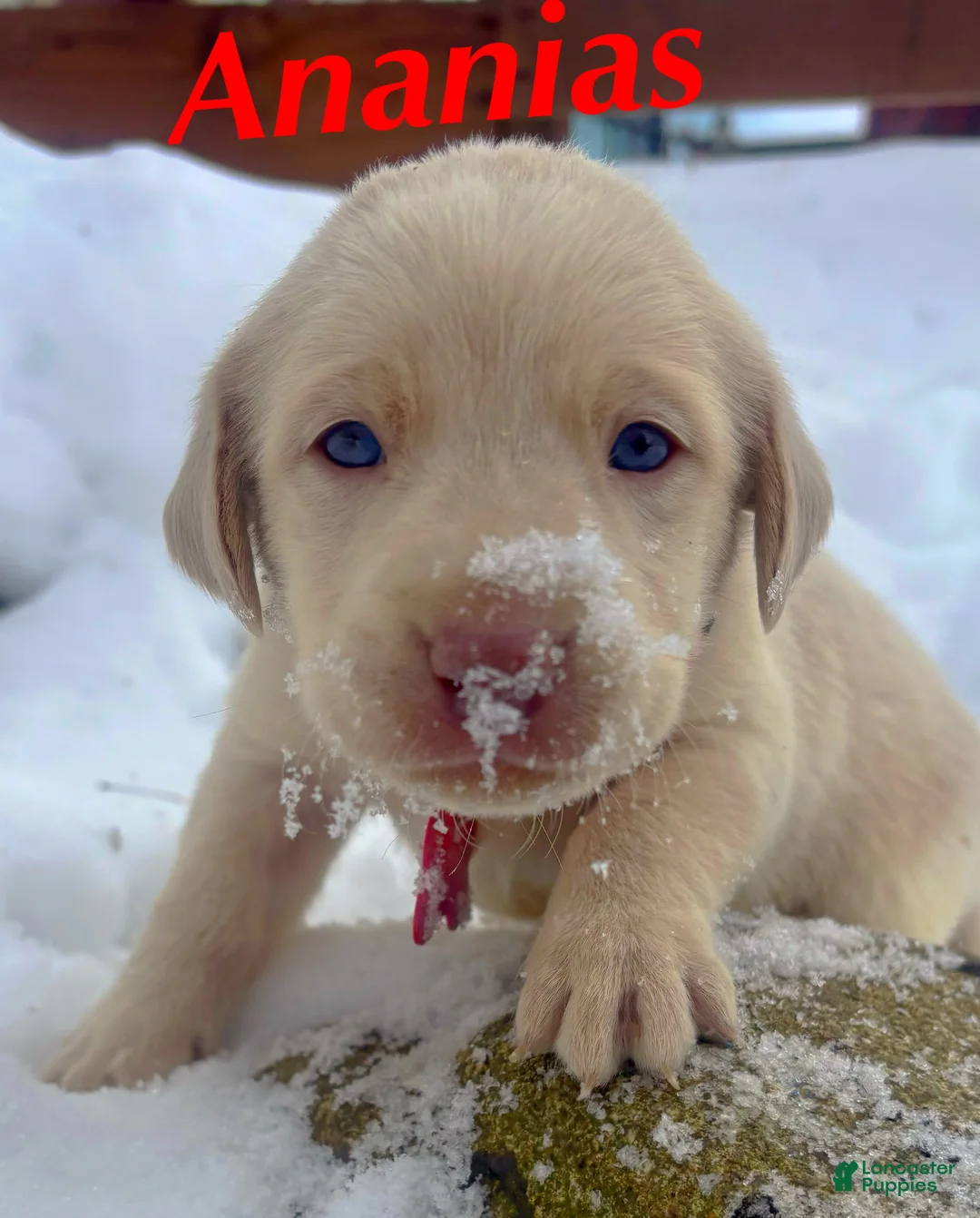 Labrador Retriever dogs for sale: Labrador Retriever Puppy 1 - Ad 4