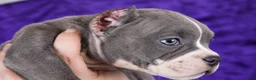 American Bully dogs for sale: Blue Brindle Female - Ad 6