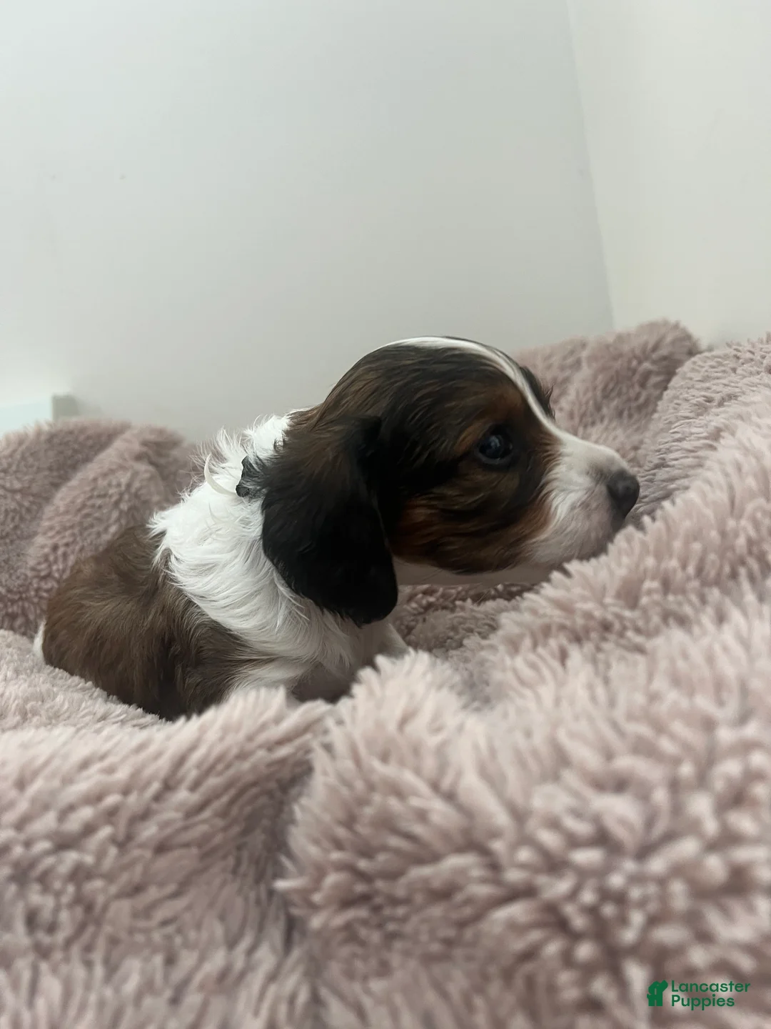 Miniature Dachshund dogs for sale: Cookie - Ad 2