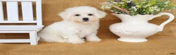 Bichon Frise dogs for sale: Bruno - Ad 2