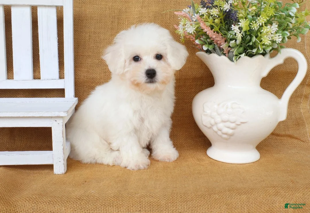 Bichon Frise dogs for sale: Bruno - Ad 2