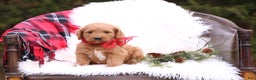 Labradoodle dogs for sale: Cinnamon - Ad 3