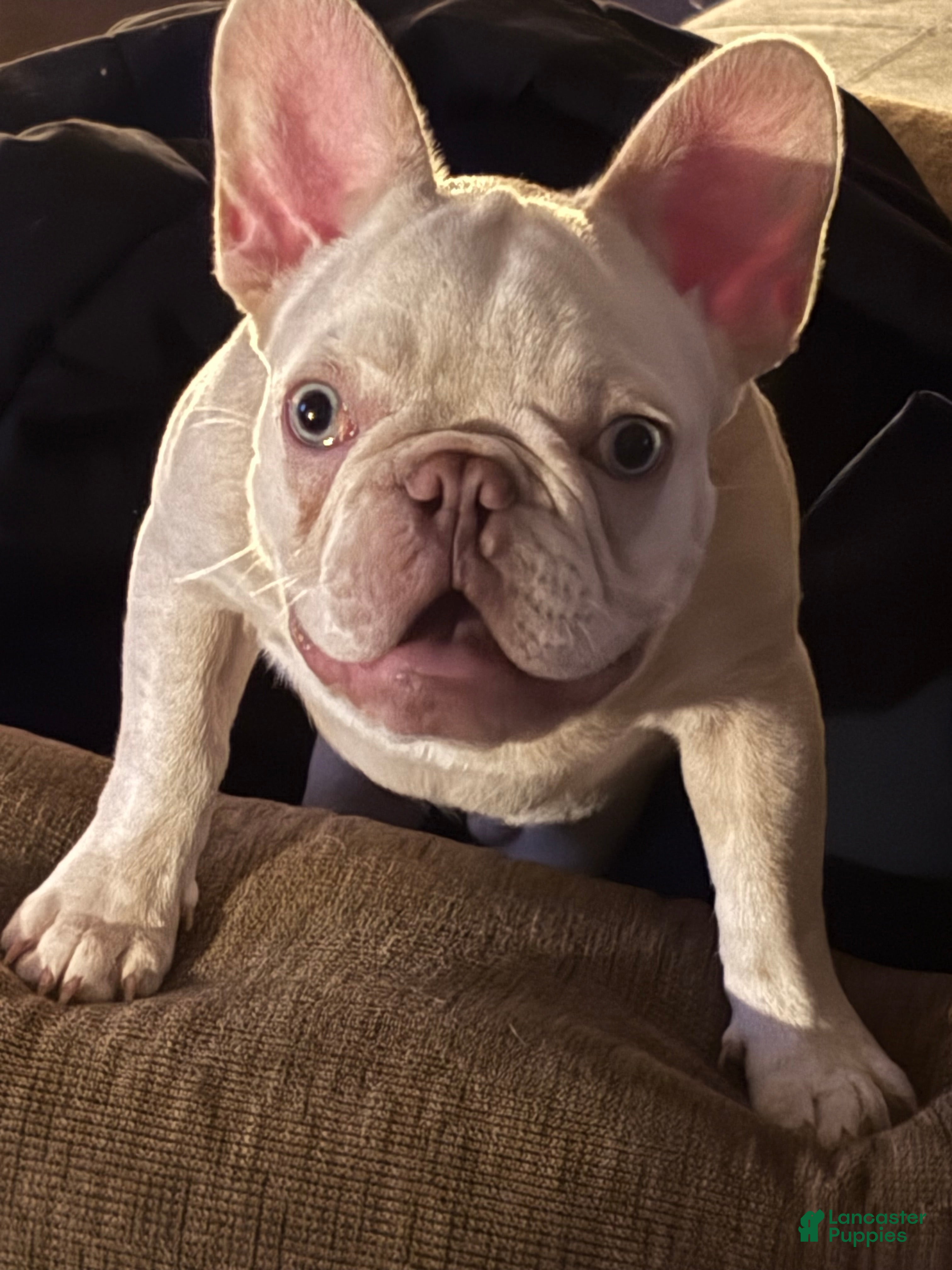 French Bulldog dogs French Bulldog Puppy 1 - Ad 6