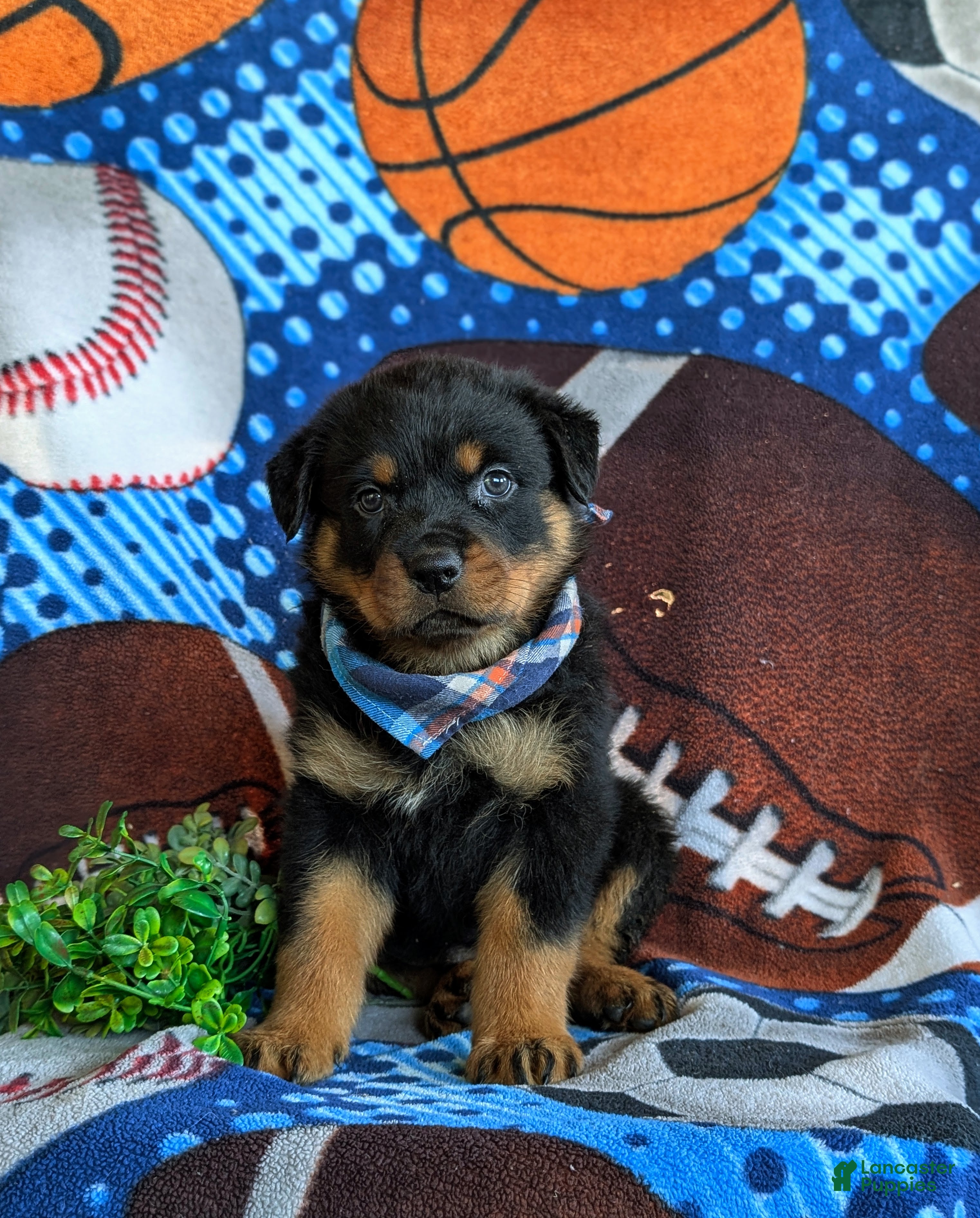 Rottweiler dogs Diesel - Ad 2
