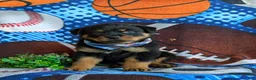 Rottweiler dogs for sale: Diesel - Ad 2
