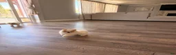 Pomeranian dogs for sale: Pikachu  - Ad 4