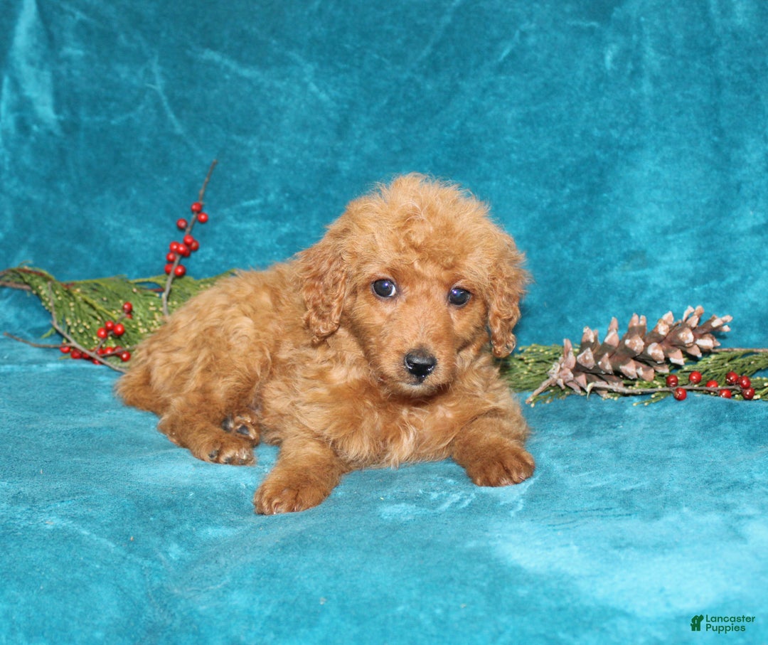 Mini Goldendoodle dogs for sale: Jingle - Ad 3