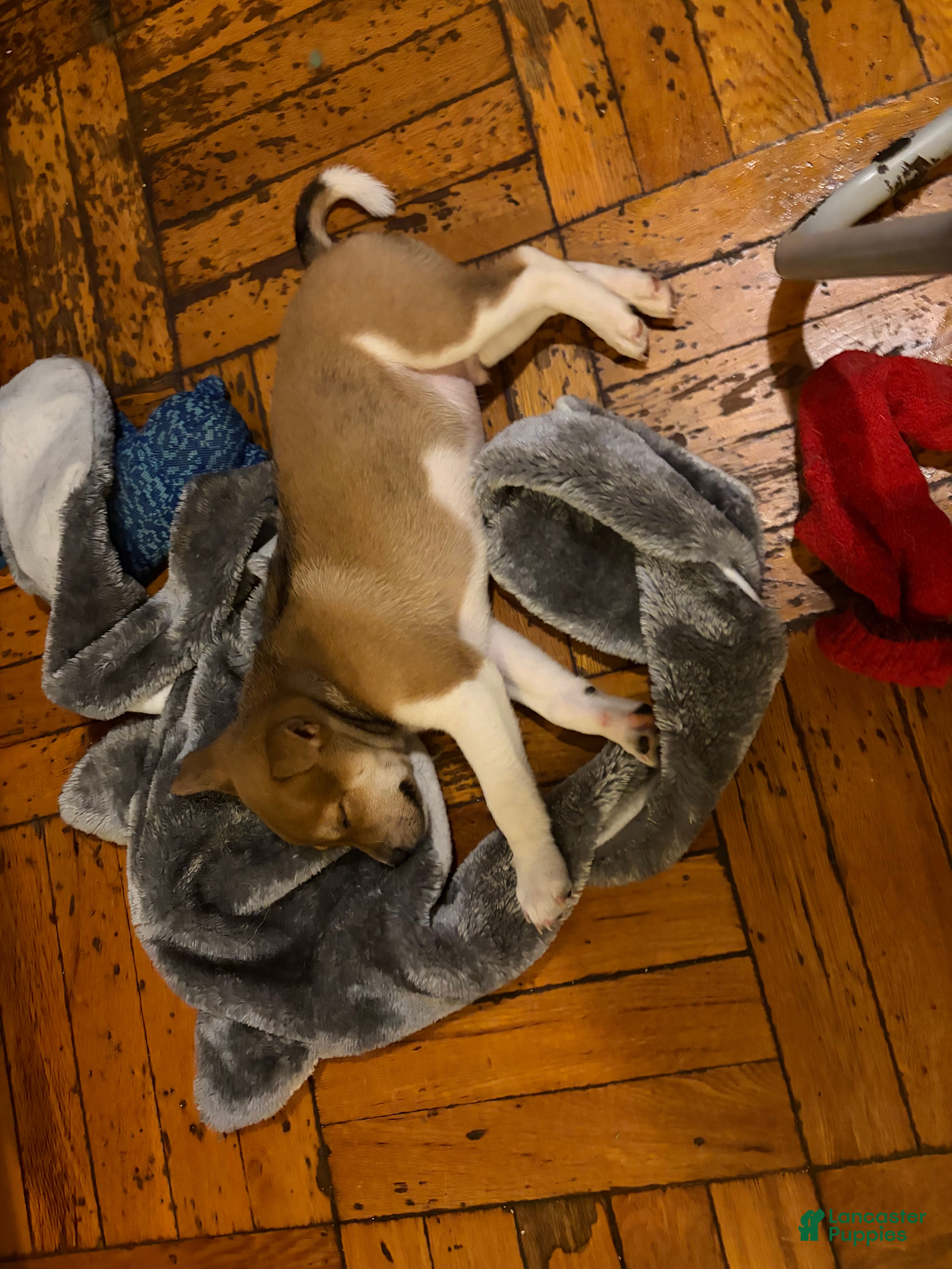 Mixed Breed dogs Simba - Ad 28