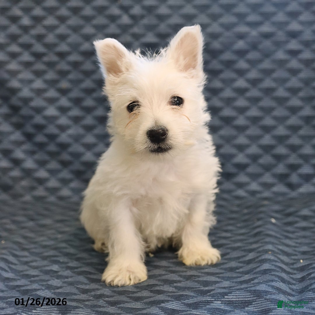 West Highland Terrier dogs for sale: Henry - Ad 3