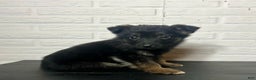 German Shepherd dogs for sale: Denali - Ad 5
