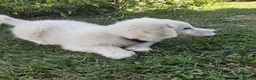 Great Pyrenees dogs for sale: Abilene - Ad 4