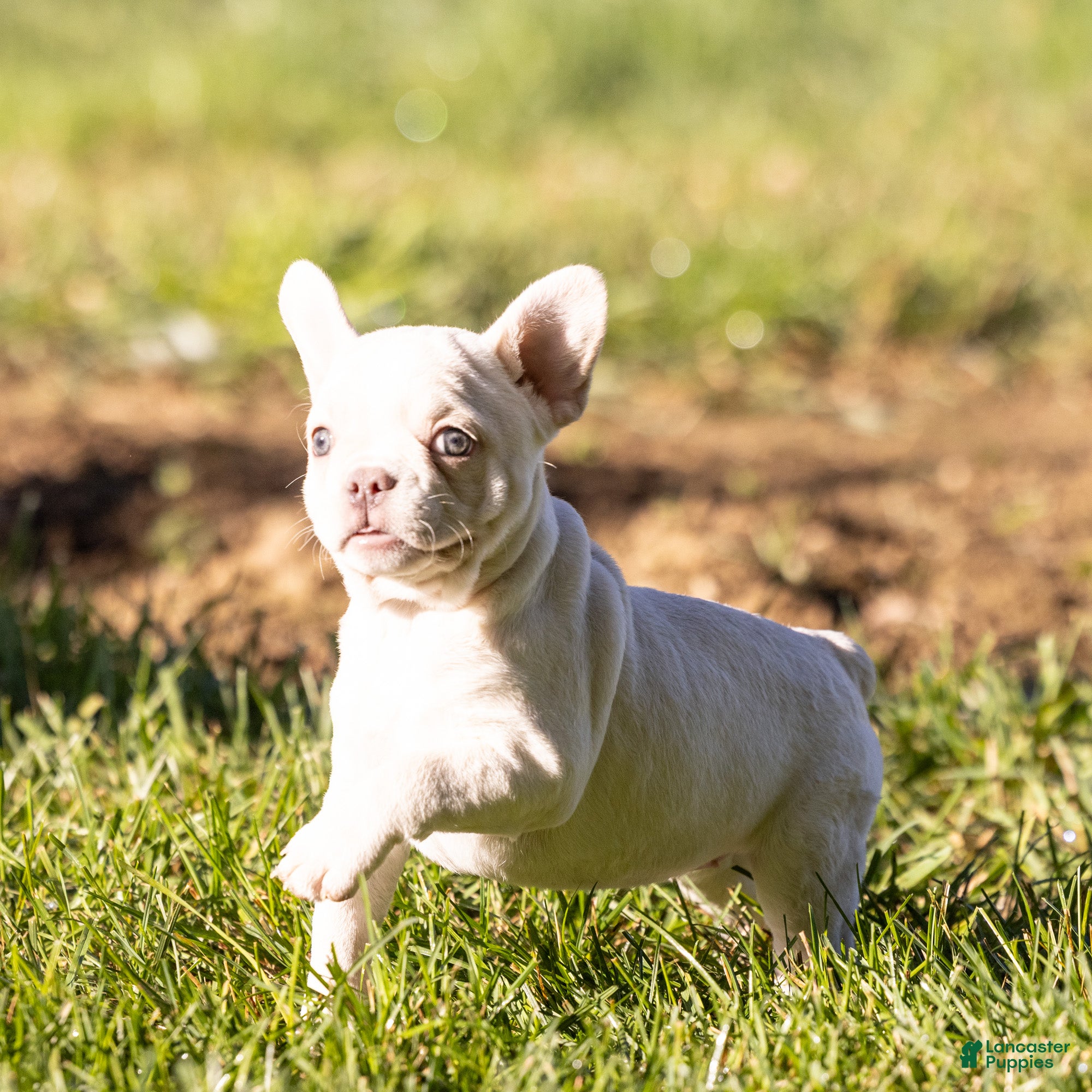 French Bulldog dogs Goldie (tiny) - Ad 1