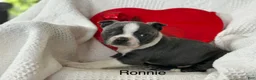 Boston Terrier dogs for sale: Ronnie - Ad 3