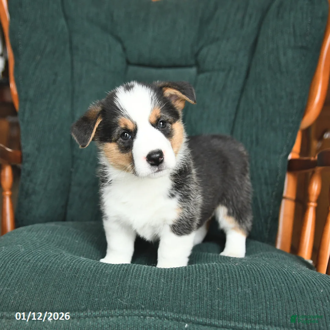 Welsh Corgi Pembroke dogs for sale: Irene - Ad 13