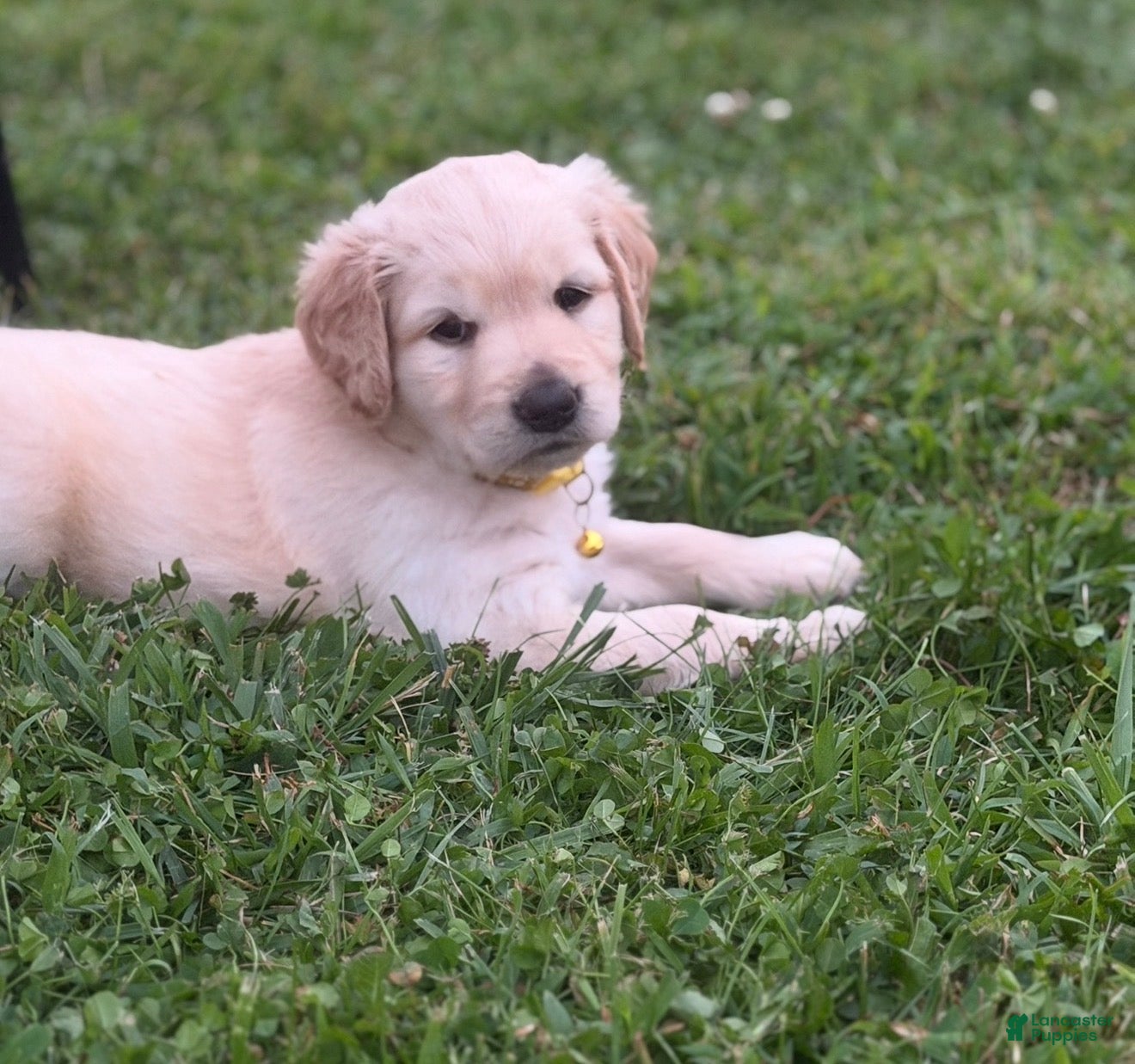 Golden Retriever dogs Golden Retriever 8 yellow collar - Ad 4