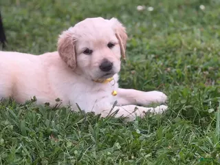Golden Retriever dogs Golden Retriever 8 yellow collar - Ad 4