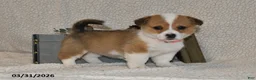 Welsh Corgi Pembroke dogs for sale: Juliet - Ad 1