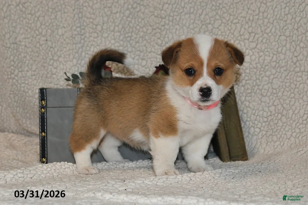 Welsh Corgi Pembroke dogs for sale: Juliet - Ad 1