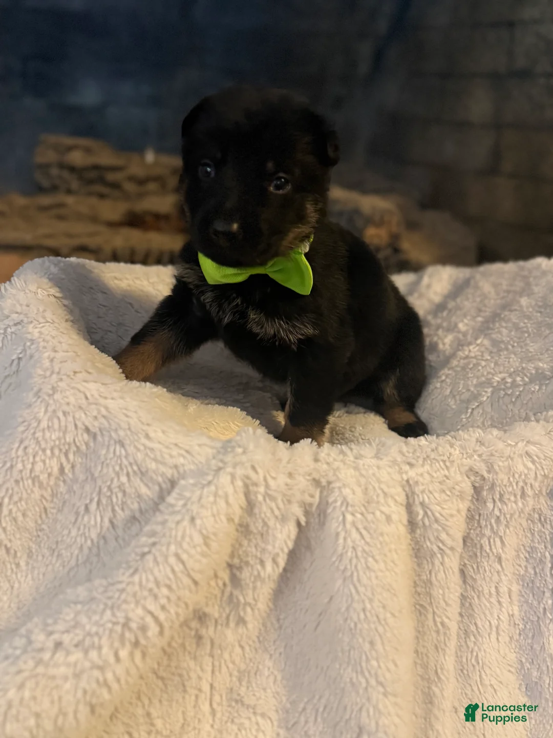 German Shepherd dogs for sale: Bronco - Ad 1