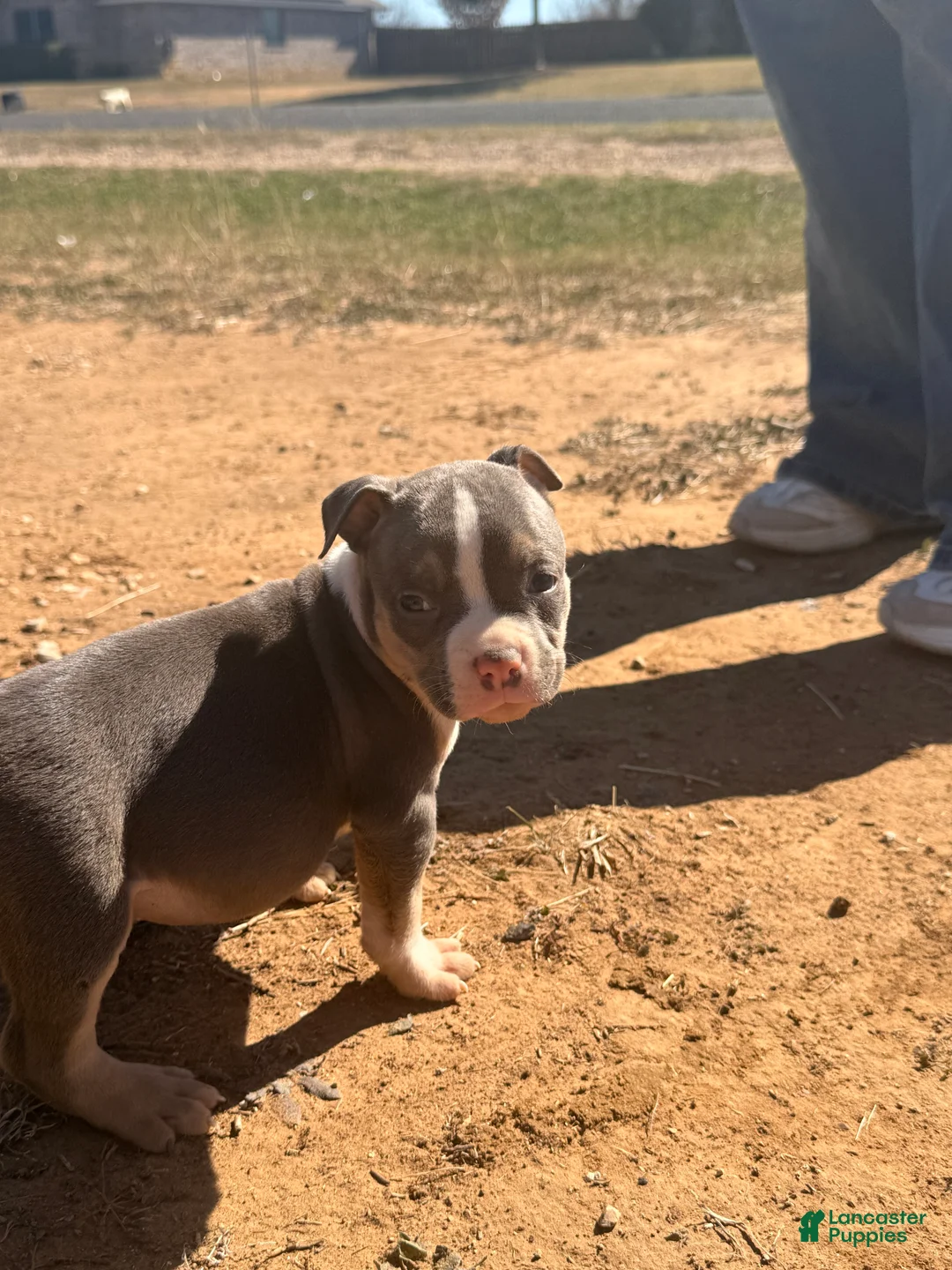 American Bully dogs for sale: American Bully Puppy 2 - Ad 9