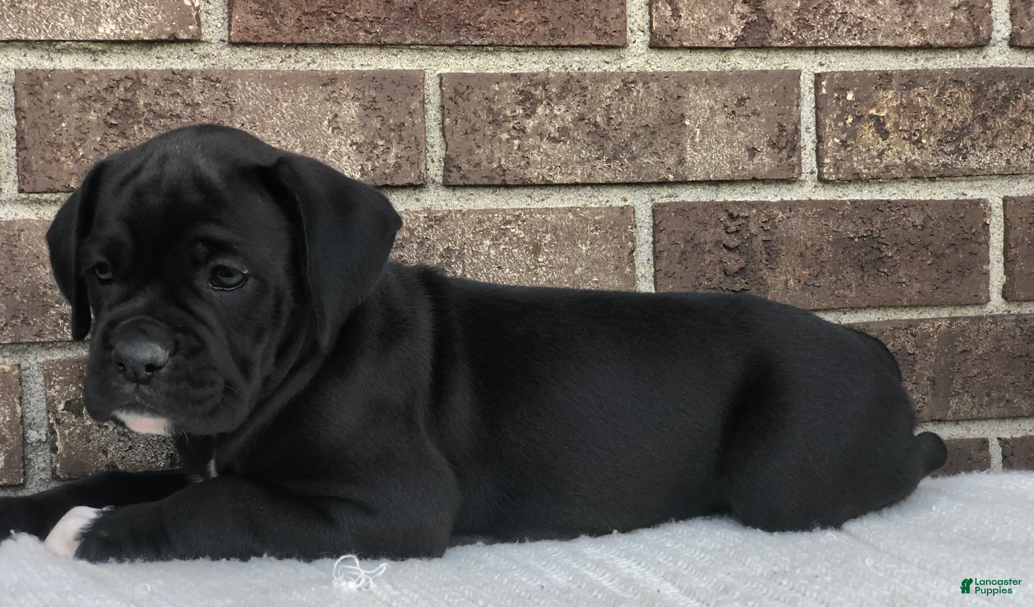 Boxer dogs Nova - Ad 2