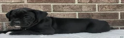 Boxer dogs for sale: Nova - Ad 2