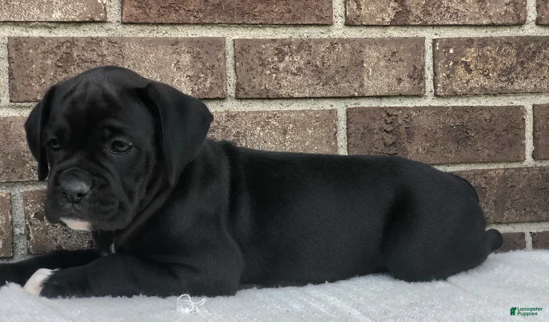 Boxer dogs for sale: Nova - Ad 2