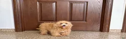 Maltipoo dogs for sale: Maltipoo Male Puppy 1 - Ad 4