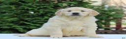 Golden Retriever dogs for sale: Rose  - Ad 4