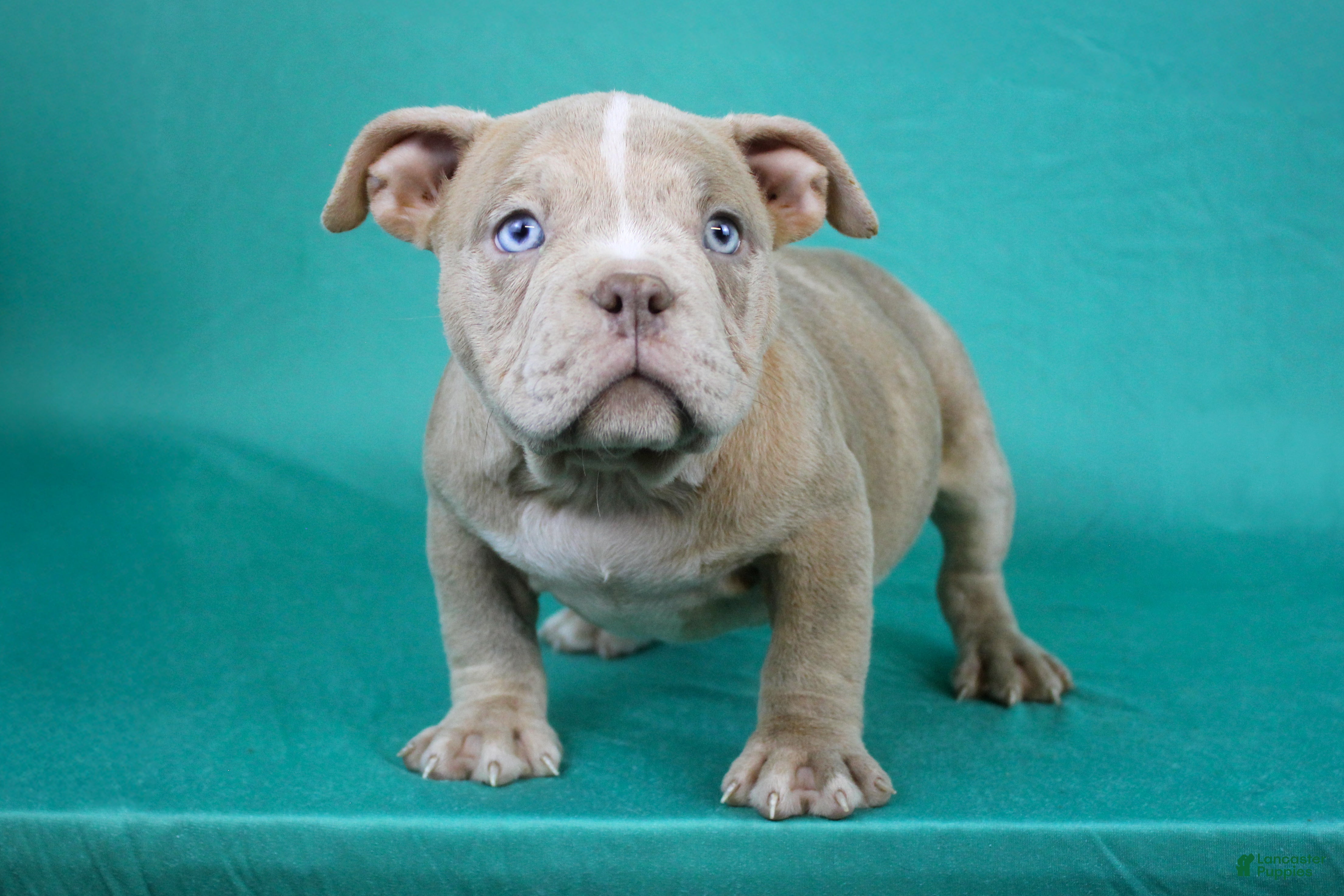 American Bully dogs Lilac Merle Female - Ad 1