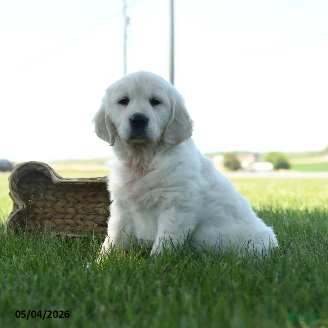 Golden Retriever dogs for sale: Linsey - Ad 1