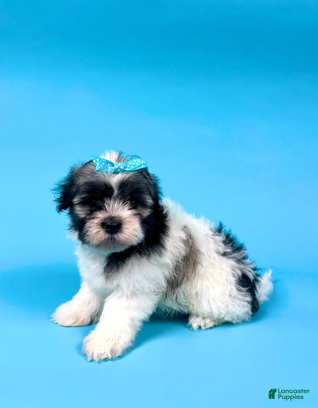 Havanese dogs for sale: VERONICA - Ad 4