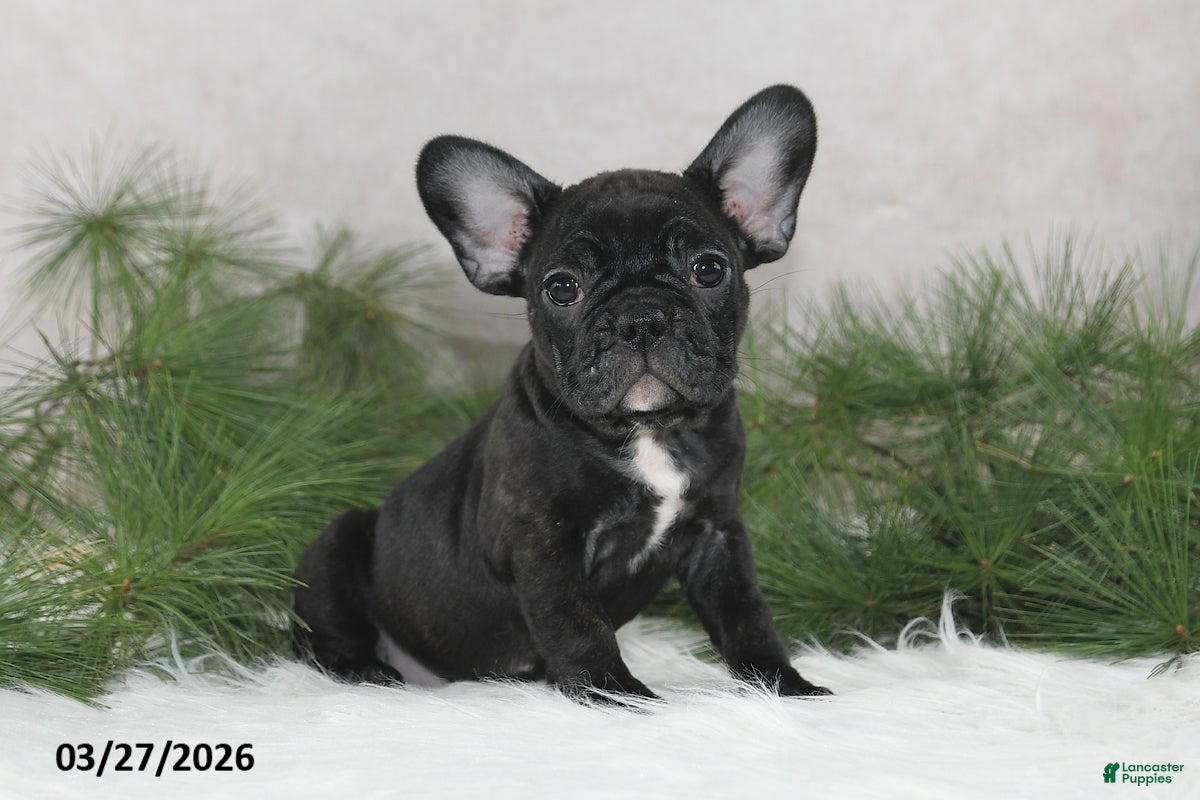 Frenchton dogs Franci - Ad 1