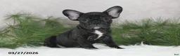 Frenchton dogs for sale: Franci - Ad 7