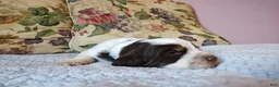 English Springer Spaniel dogs for sale: Mister Nat - Ad 3