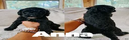 Goldendoodle dogs for sale: Anna - Ad 3