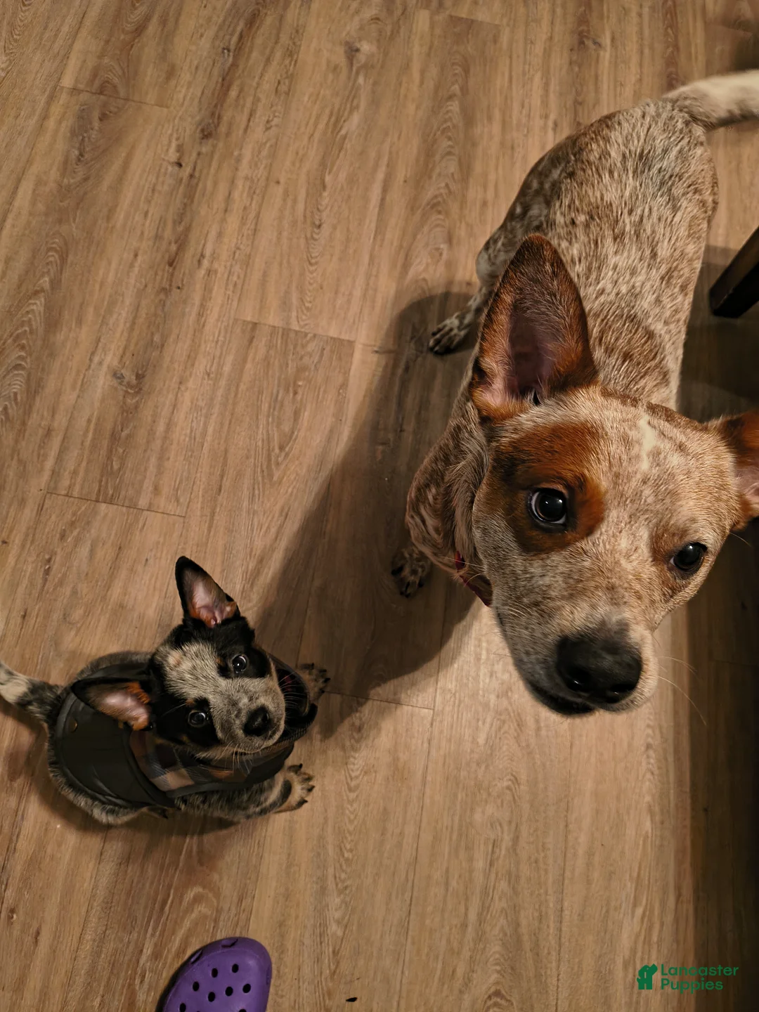 Australian Cattle Dog dogs for stud: STUD SERVICE $500 - Ad 11