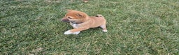 Shiba Inu dogs for sale: Leo - Ad 1
