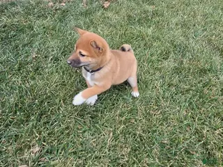 Shiba Inu dogs Leo - Ad 12