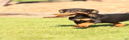Rottweiler dogs for sale: Rottweiler 1 - Ad 6