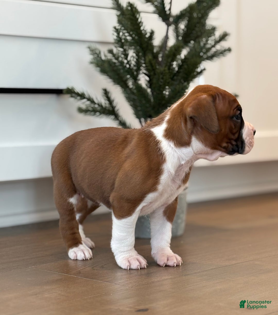 Boxer dogs for sale: Noel - Ad 2