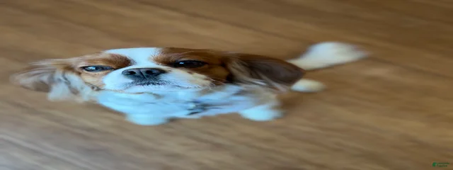 Benny