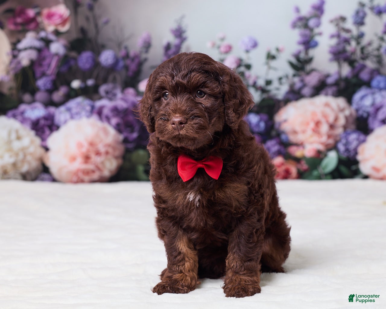 Mini Goldendoodle dogs Cohen - Ad 1