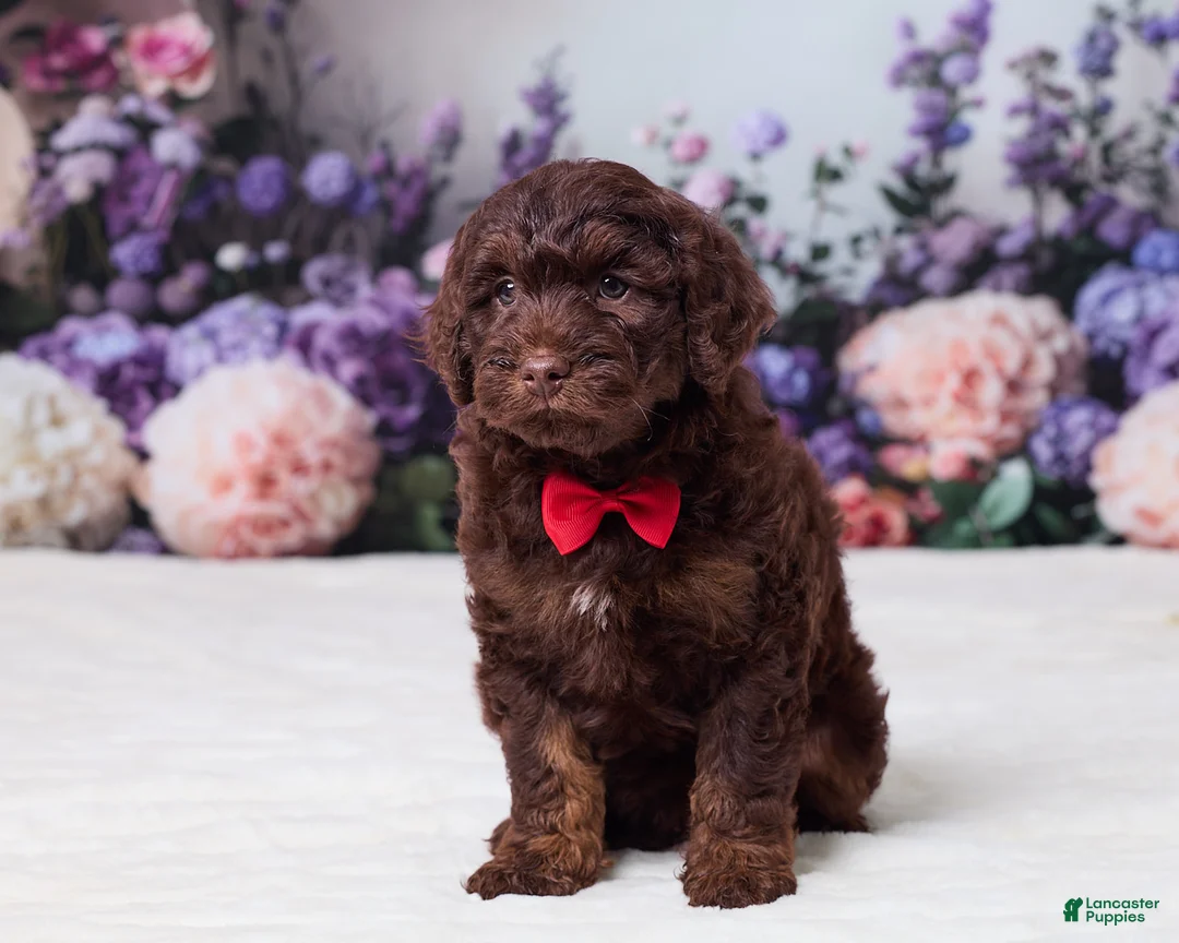 Mini Goldendoodle dogs for sale: Cohen - Ad 1
