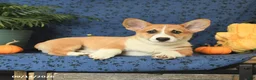 Welsh Corgi Pembroke dogs for sale: Lucky - Ad 5