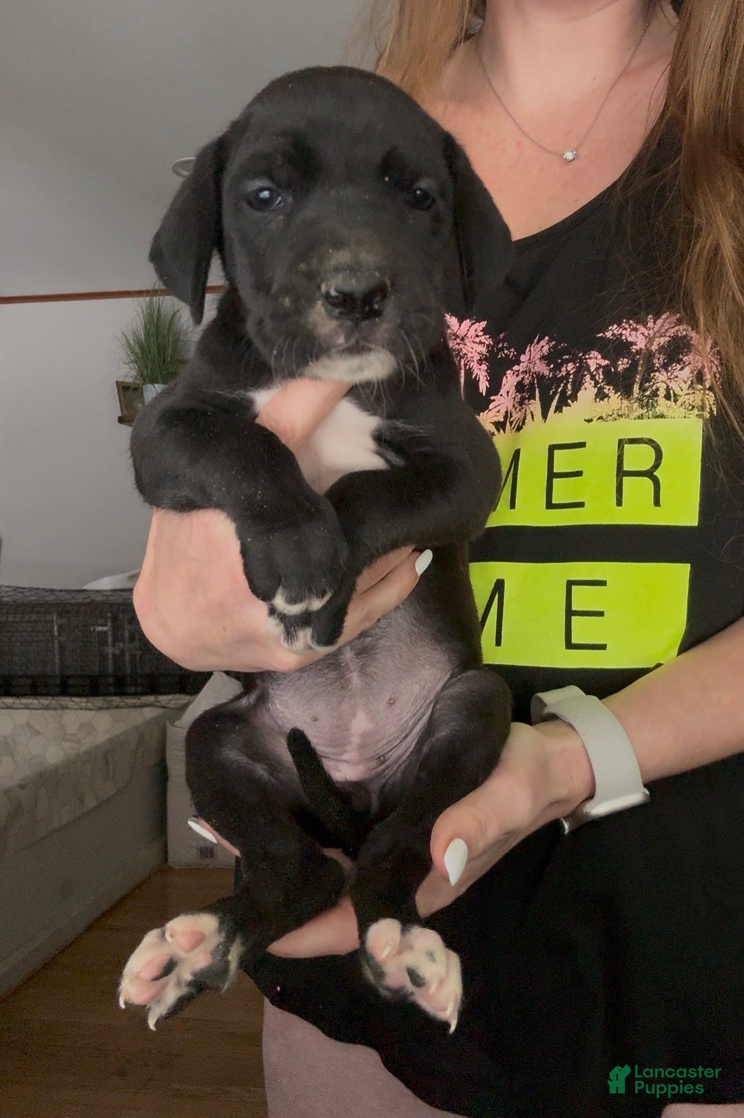 Great Dane dogs for sale: Zoey - Ad 2