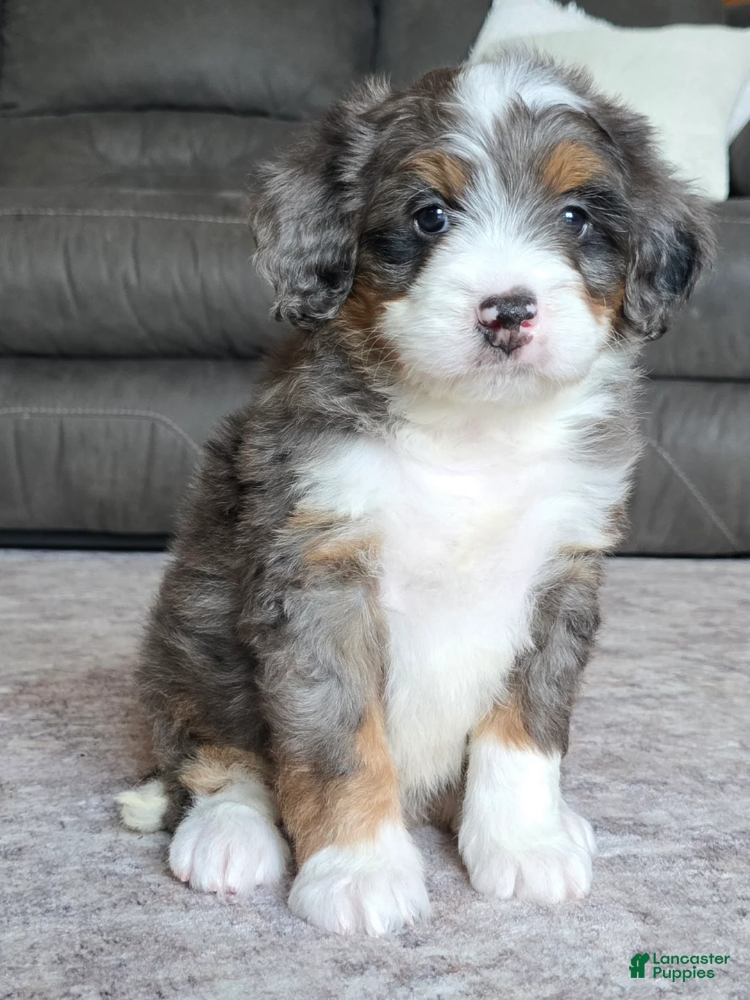 Mini Bernedoodle dogs for sale: Mini Louie - Ad 1