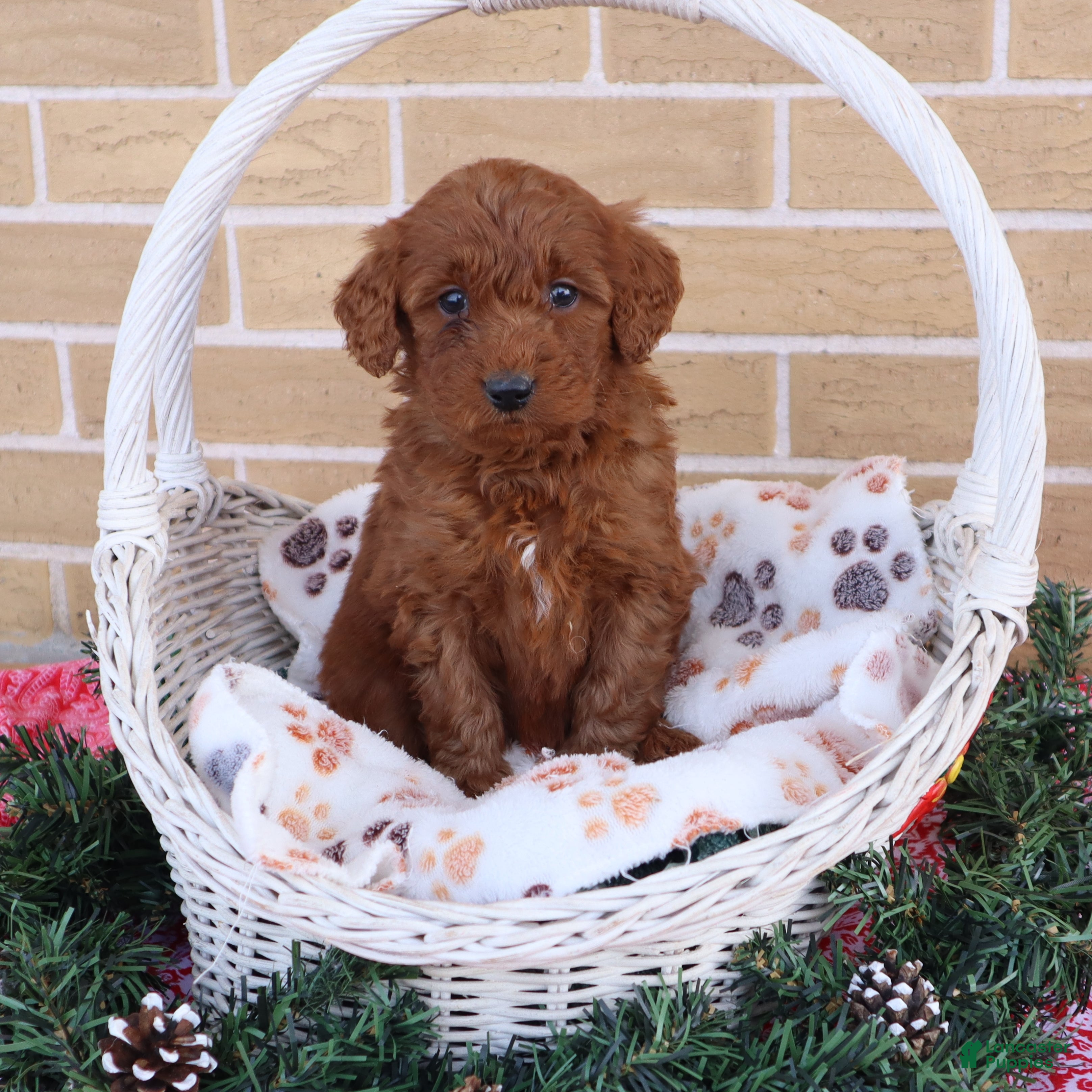 Mini Goldendoodle dogs Aubrey - Ad 5