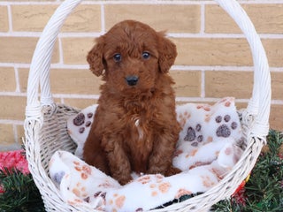 Mini Goldendoodle dogs Aubrey - Ad 2